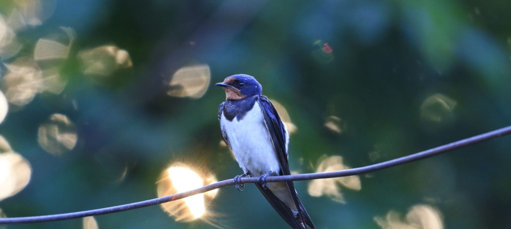 Le chant des hirondelles !