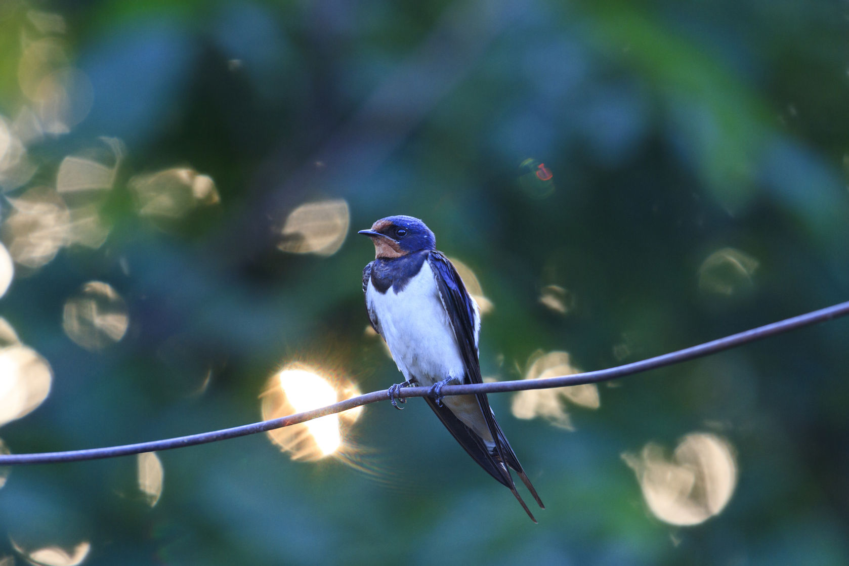 Le chant des hirondelles !